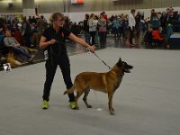 ML01 BestVeteranenhund Alpen-Veteranensieger Gromit von der bösen Nachbaarschaft